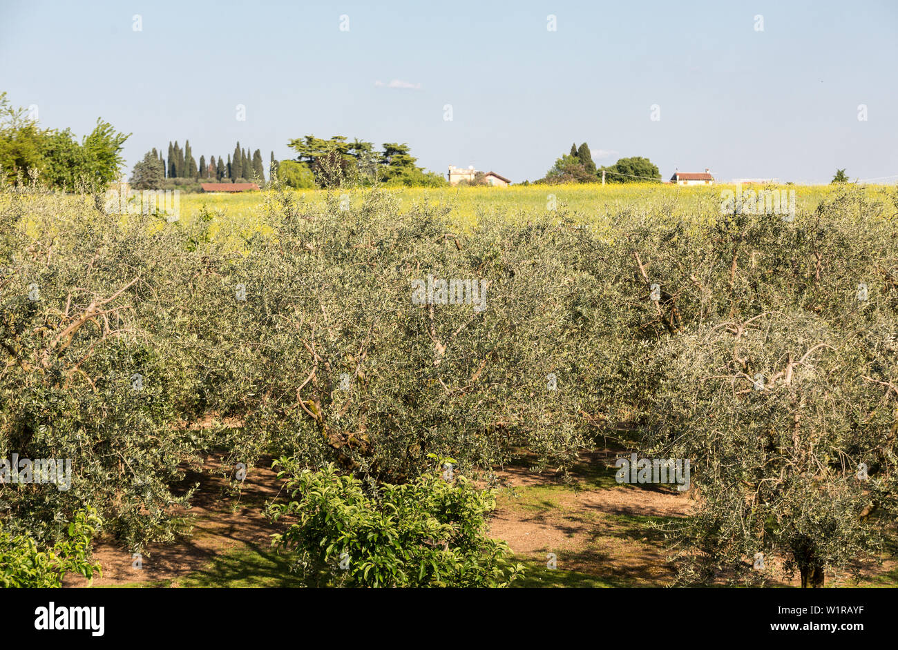 The olive grove in Lazise at the Lake Garda. Italy Stock Photo