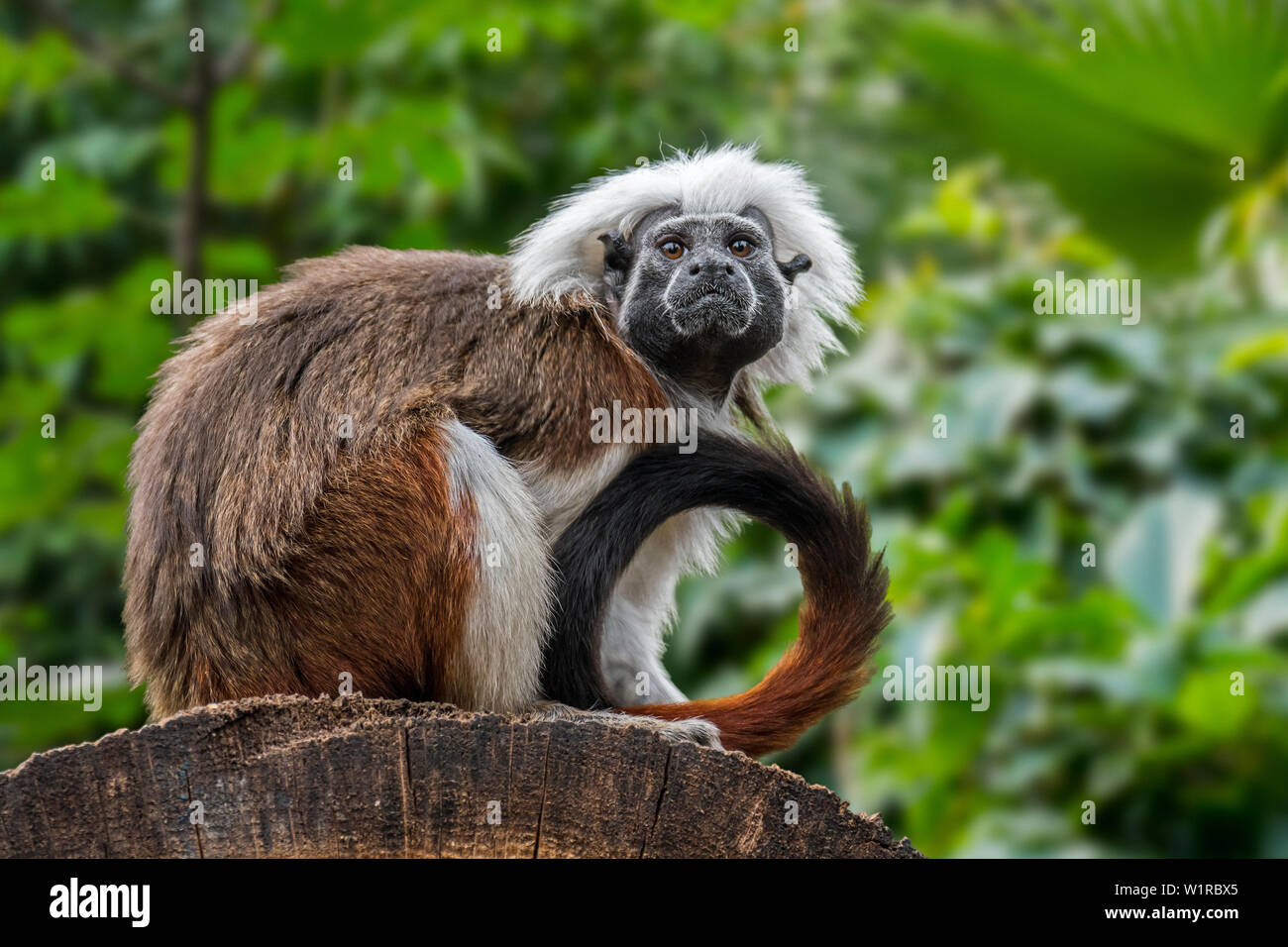 Saguinus High Resolution Stock Photography and Images - Alamy