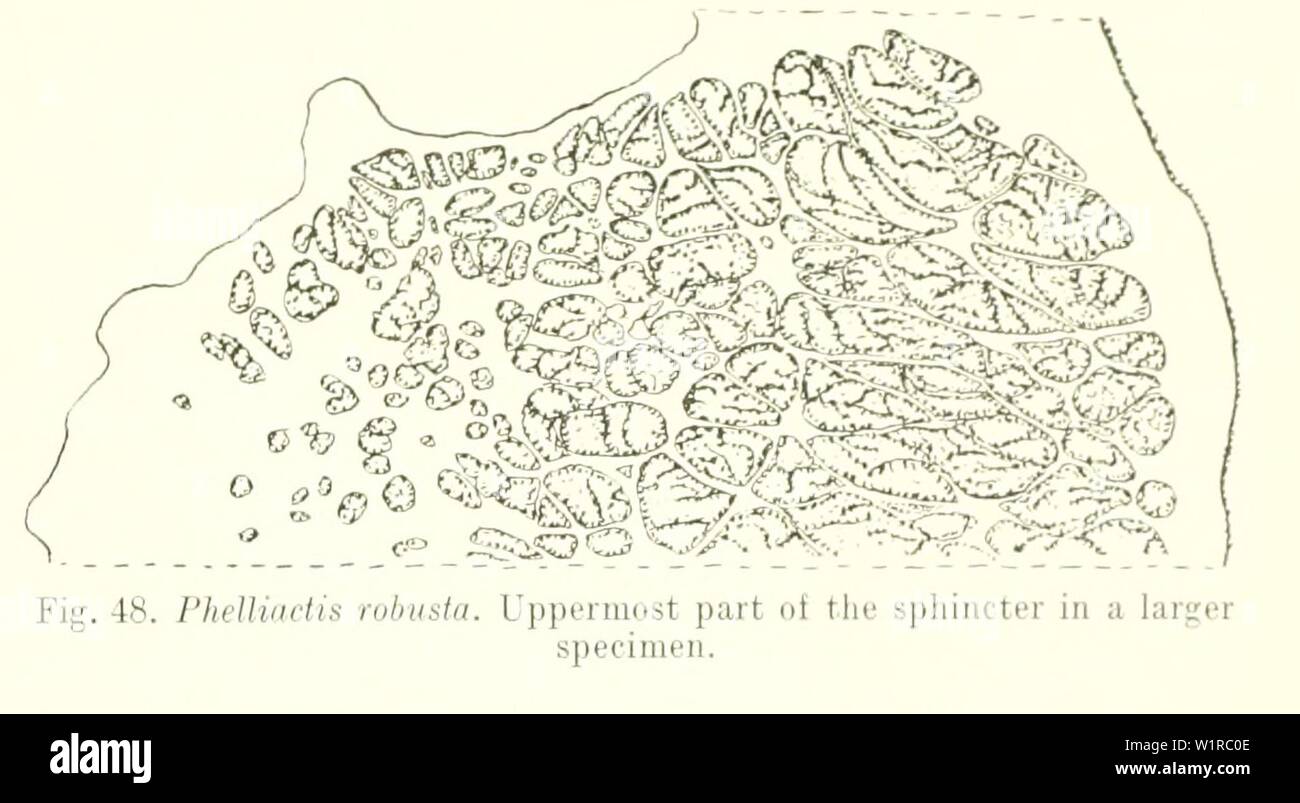 Longitudinal ridges hi-res stock photography and images - Alamy