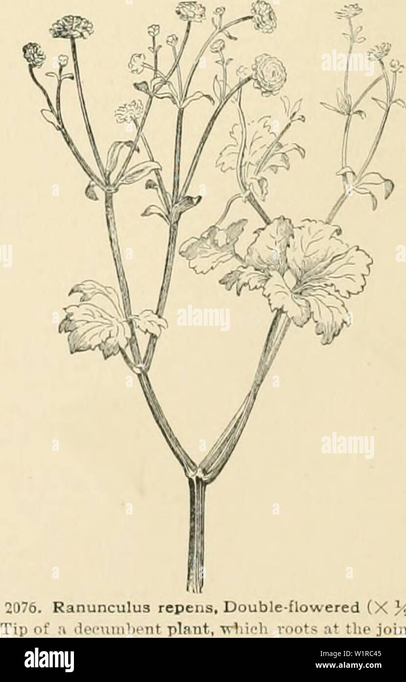 Archive image from page 51 of Cyclopedia of American horticulture, comprising. Cyclopedia of American horticulture, comprising suggestions for cultivation of horticultural plants, descriptions of the species of fruits, vegetables, flowers, and ornamental plants sold in the United States and Canada, together with geographical and biographical sketches  cyclopediaofam04bail Year: 1900 pa I ted 1 tuhuqe lobes o, 7)in, 1 , ,1 â  repens U f ' 4 montanus VV Pl,,l ' , n E J bulbosuB EC 1 1 villi J I u and 's. ,lM,oâ. 0 SuksdorJu 'ijpS ' 1 lit Ills II iiulUj mvch yÂ£ till 1 amlmoieoi le:iesent petal Stock Photo