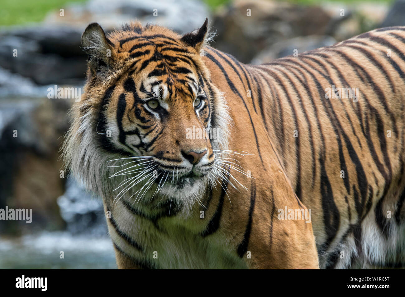 Sumatran tiger (Panthera tigris sondaica) standing in stream, native to the Indonesian island of Sumatra, Indonesia Stock Photo