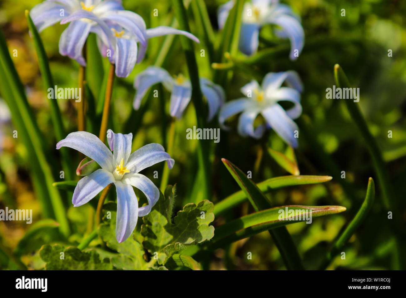 Chionodoxa forbesii blue giant or glory of the snow spring flowers Stock Photo