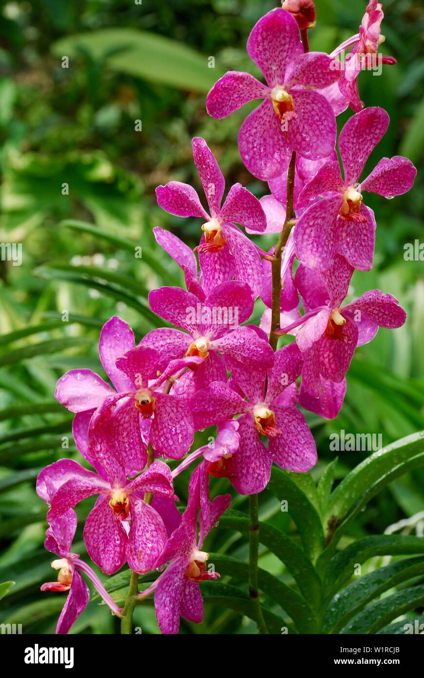 A stem of orchids, National Orchid Garden, Singapore Stock Photo Alamy