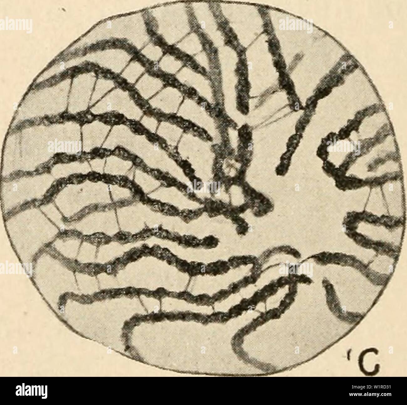 Archive image from page 53 of Cytology, with special reference to. Cytology, with special reference to the metazoan nucleus  cytologywithspec00agar Year: 1920 Fig. i6. Meiosis in Lepidosiren (male). (Agar, Q.J.M.S., 1912.) A, Ping spermatogomal nuc spermatogonia prophase ; D, daughter plate from a spermatogonia anaphase ; E, restmg spermatocyte 1., F, zygotene; G, pachytene nucleus. consequence of this, the word synapsis proposed by Moore to cover the whole of that period of meiosis in which syndesis occurs, has been applied by many cytologists to its most conspicuous feature alone—namely, the Stock Photo
