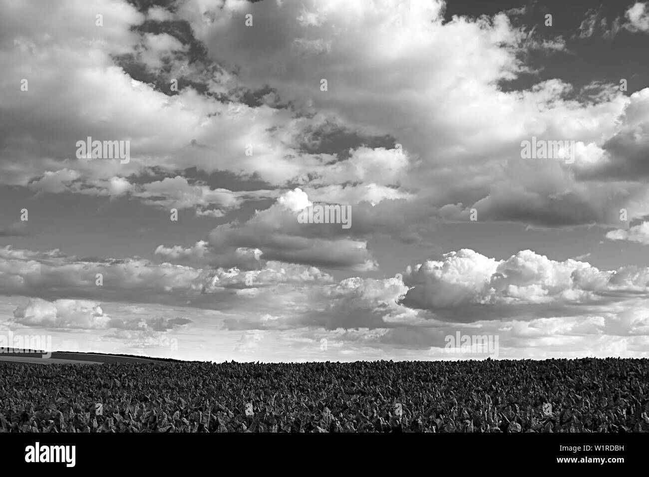 Countryside with sugar beet field and cloudy sky Stock Photo