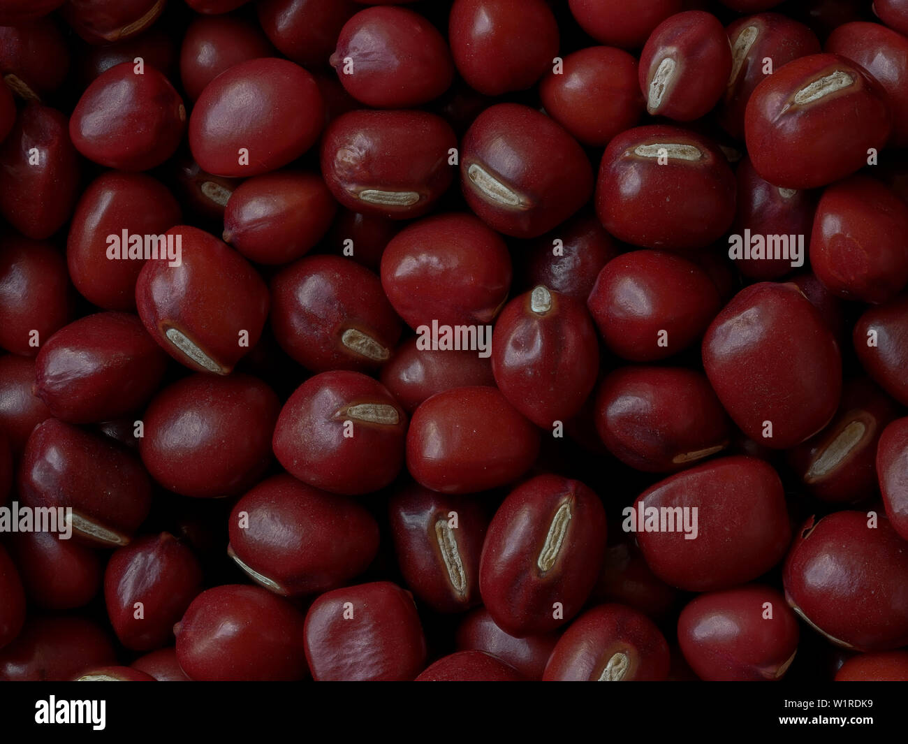 Close-up of Adzuki Beans, Vigna angularis, Food Background Stock Photo
