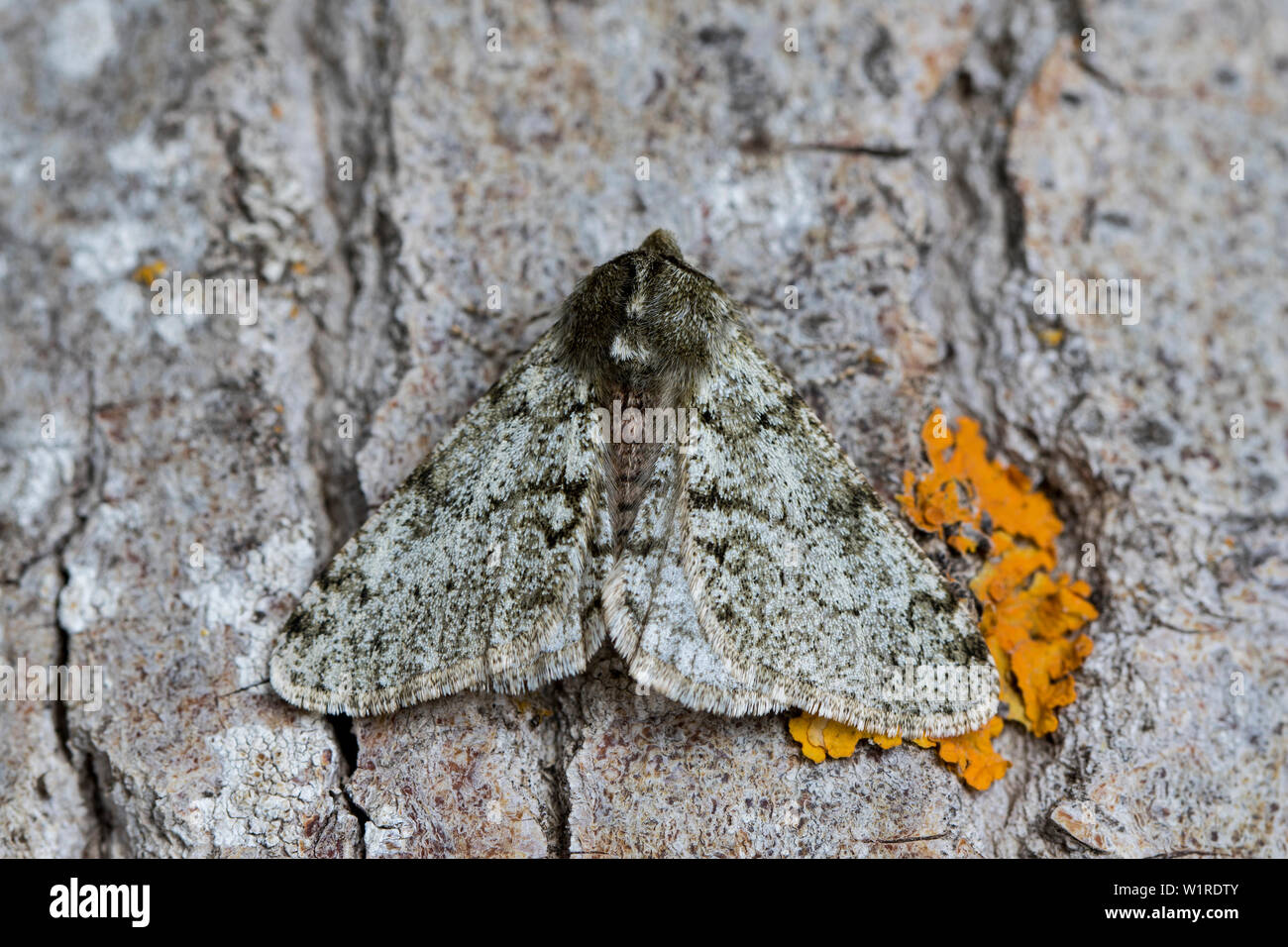 phygalia pilosaria up close, perched on the bark of a tree. Stock Photo