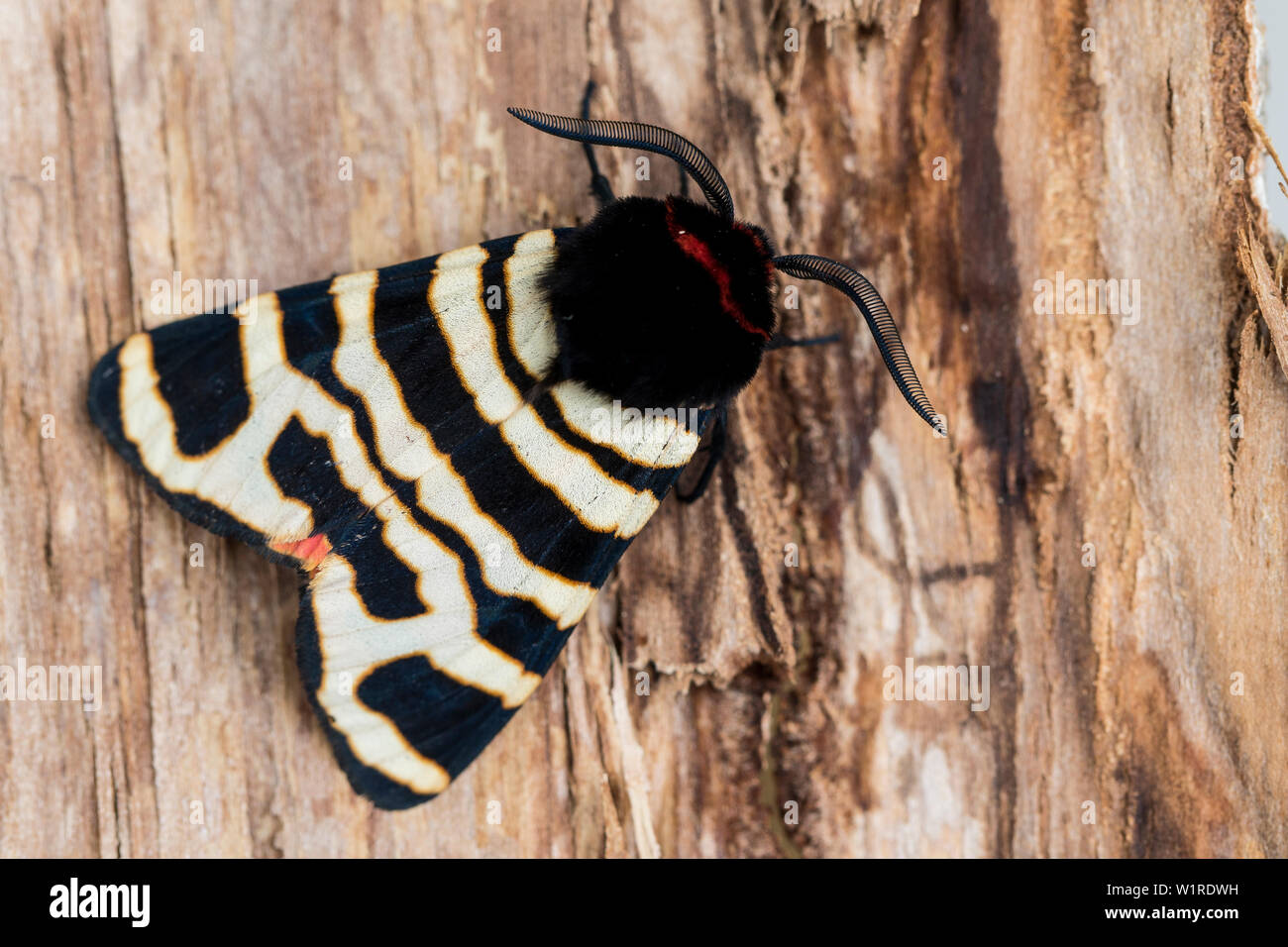 Male of Hebe Tiger Moth (Arctia festiva). up close perched on the bark of a tree Stock Photo