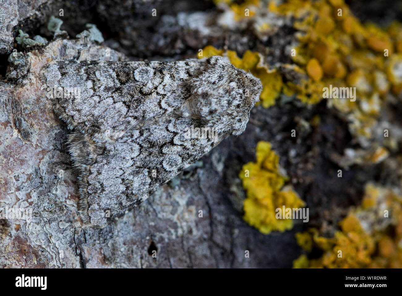 Hecatera weissi Up close perched on the bark of Stock Photo
