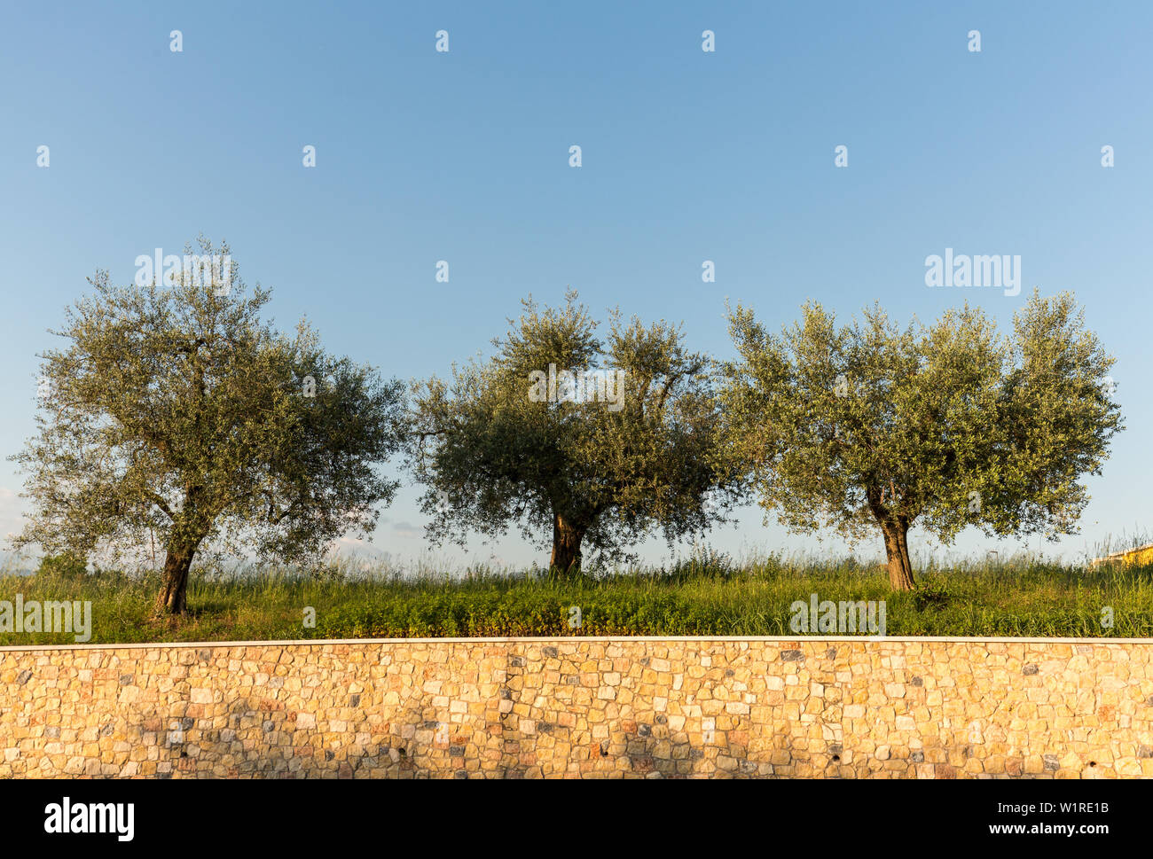 The olive trees in Lazise at the Lake Garda. Italy Stock Photo
