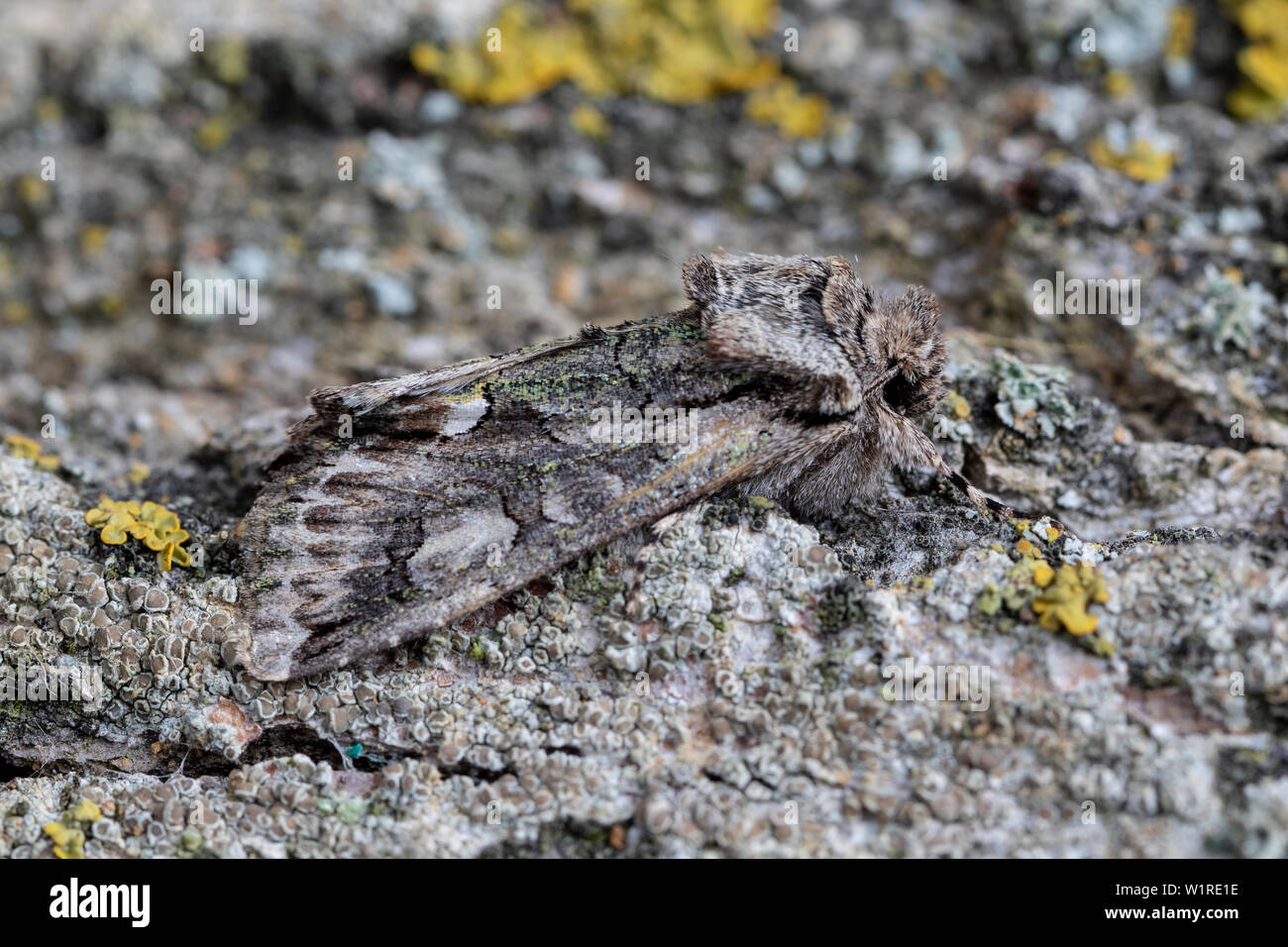 Allophyes alfaroi up close perched on the bark of. Spain Stock Photo