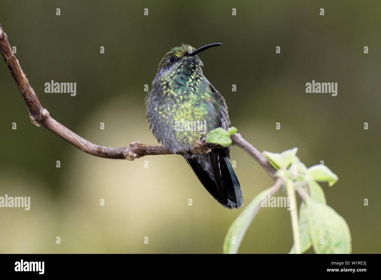 Lesser violetear, Colibri cyanotus, formerly Green violetear, Stock Photo