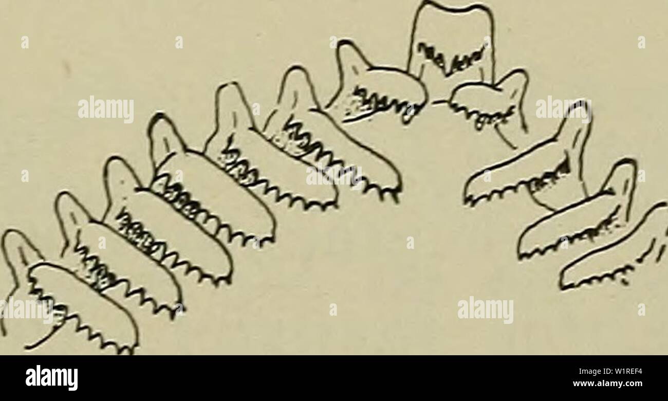 Archive image from page 56 of Danmarks fauna; illustrerede haandbøger over Stock Photo