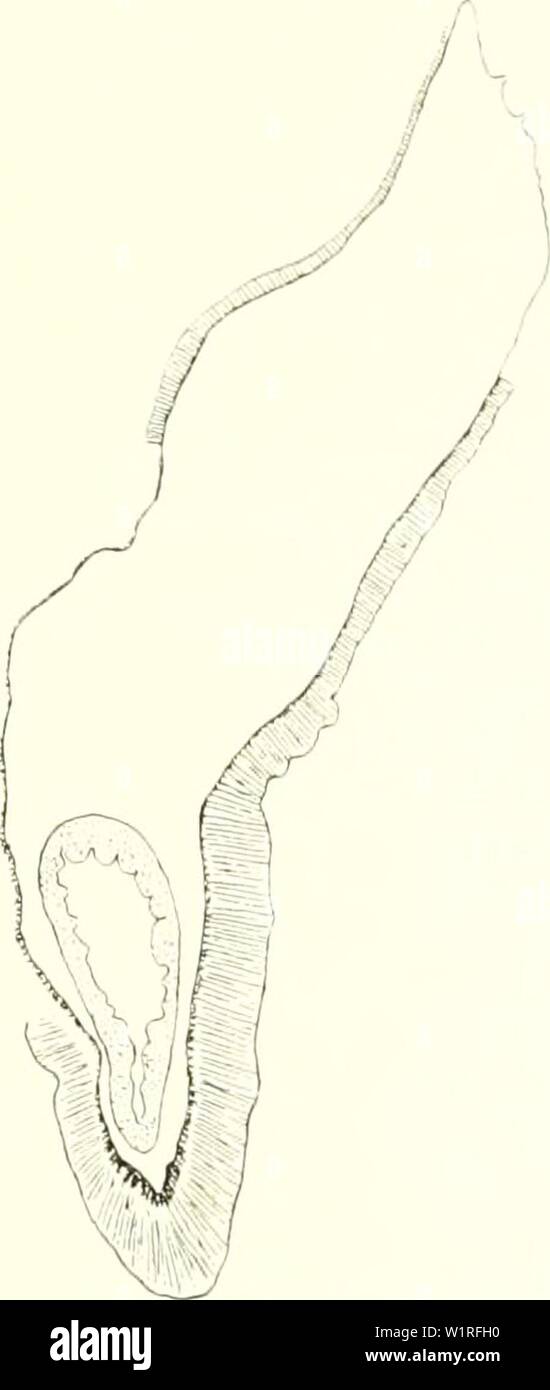 Archive image from page 58 of The Danish Ingolf-expedition (1899-1953). The Danish Ingolf-expedition  danishingolfex5dpt12daniuoft Year: 1899-1953 ACT XI ARIA 49 stomata were well developed as also the nuiiiinal stomata in the up])ermost part of the stronger mesenteries. The gonads were present in all or almost all mesenteries, the direetives can be fertile    Fig. 55. Stephanaiige nexilh. Transverse section of tentacle. or sterile. Because of the strong development of the gonads, filling up almost the whole cavity of the body, I have not been able to find any acontia, in the maceration prepar Stock Photo