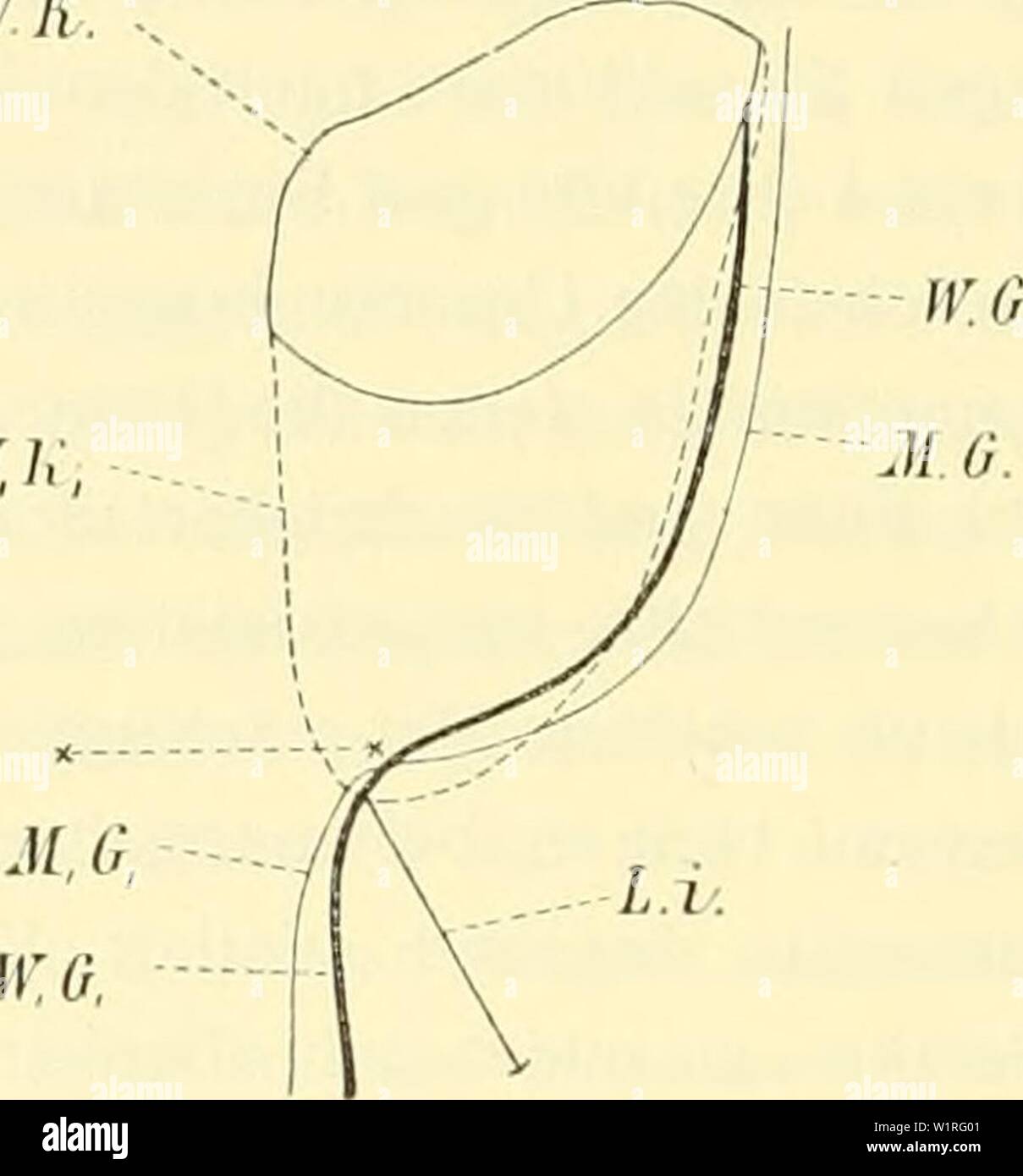 Archive Image From Page 59 Of Denkschriften Der Kaiserlichen