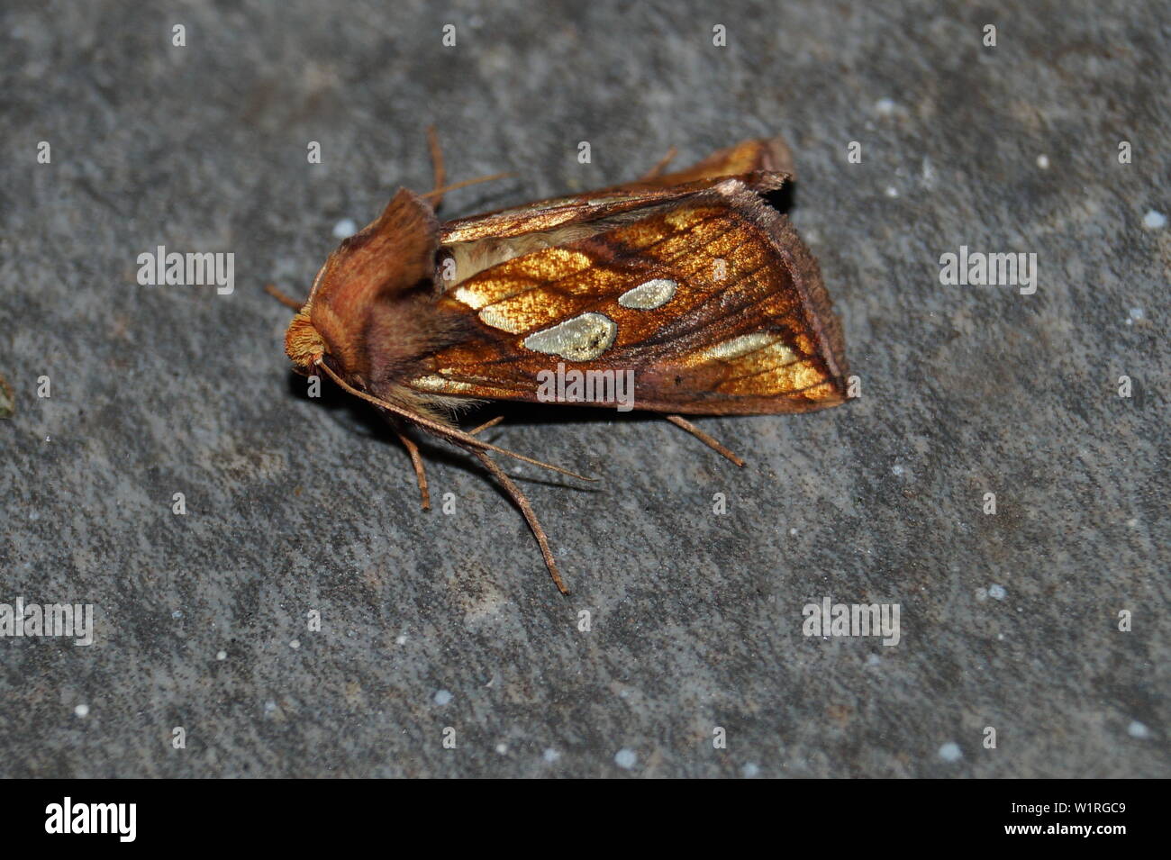 Phymatopus hecta - The Heather moth Stock Photo