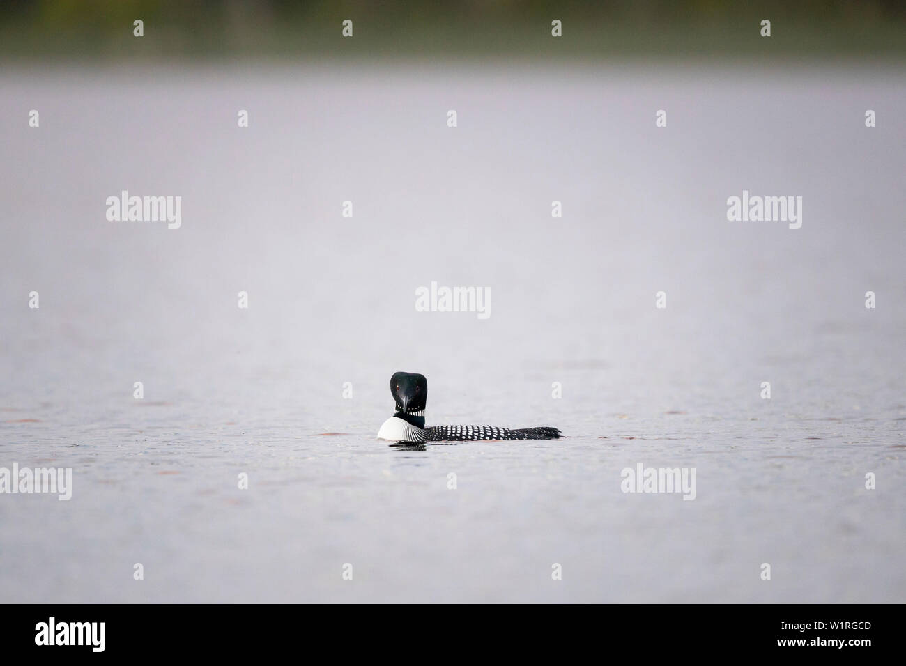 MAYNOOTH, ONTARIO, CANADA - June 28, 2019: A Common Loon (Gavia immer), part of the Gaviidae family swims in a lake in Ontario.   ( Ryan Carter ) Stock Photo