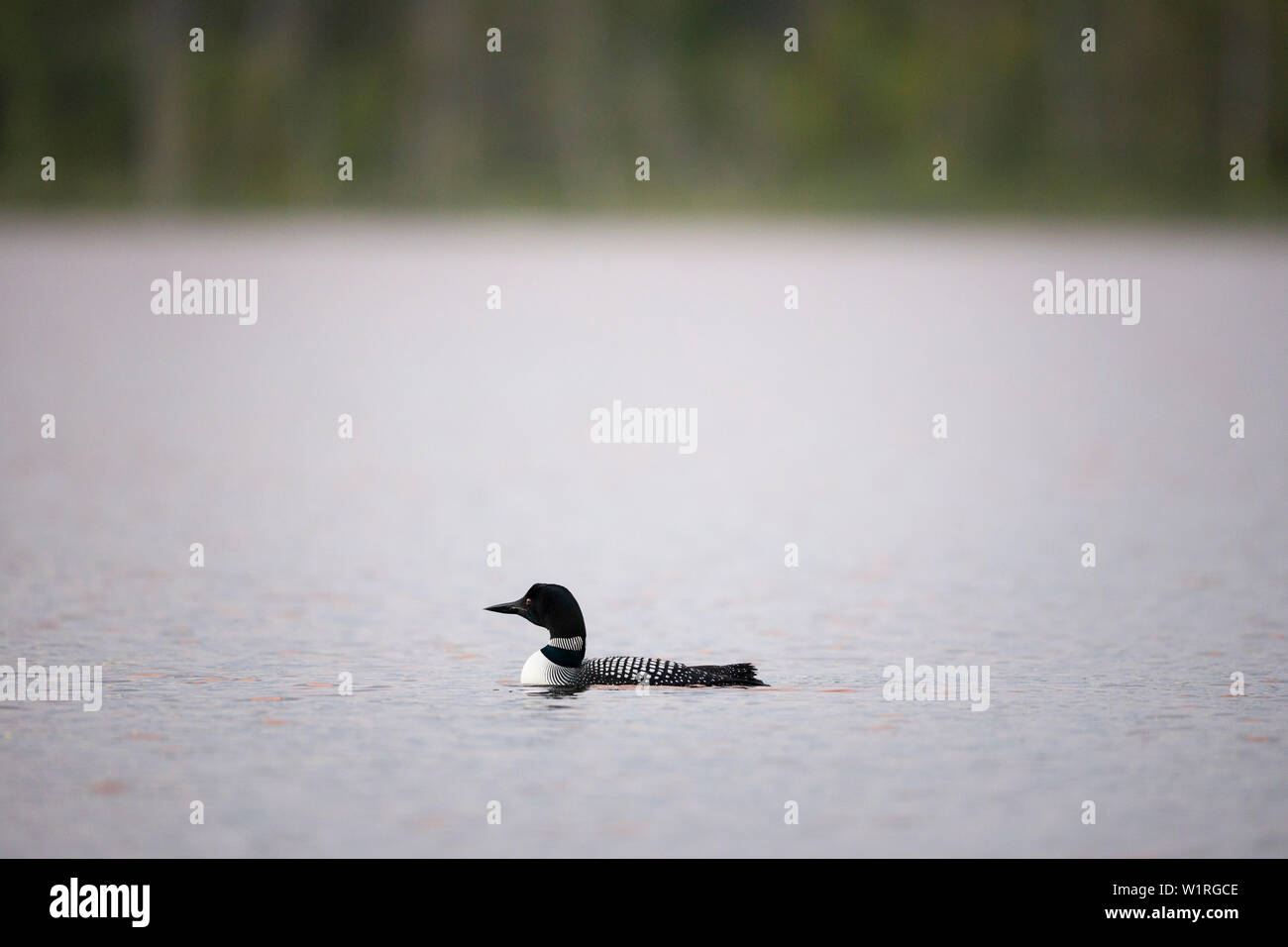 MAYNOOTH, ONTARIO, CANADA - June 28, 2019: A Common Loon (Gavia immer), part of the Gaviidae family swims in a lake in Ontario.   ( Ryan Carter ) Stock Photo