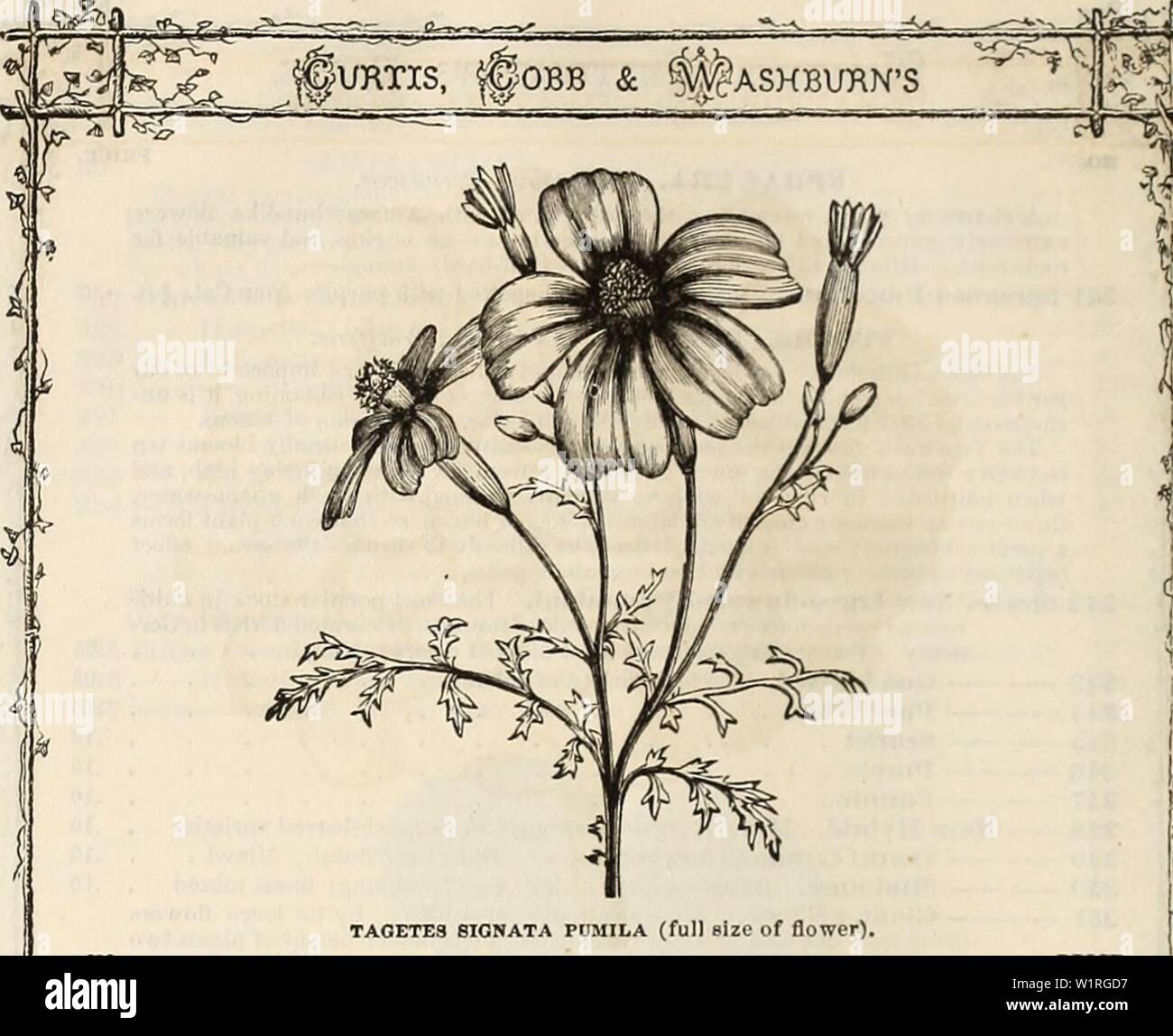 Archive image from page 61 of Curtis, Cobb & Washburn's amateur. Curtis, Cobb & Washburn's amateur cultivator's guide to the flower and kitchen garden for 1878  curtiscobbwashbu1878curt Year: 1878 TA0ETE3 SICNATA PUMILA (full bIzC of flower). KO. PRICE. VENIDIUm. Nat. Ord., Composite. An exceedingly showy plant, with large, handsome flower, having a very gay appearance in beds or borders; thrives best in turfy loam. Half-hardy annual. 354 Yenidium Calendulaceum. Deep orange; rich brown centre. 1 foot . . .10 VENUS'S LOOKING-GLASS. Nat. Ord., Campanulacea. A free-flowering, pretty little plant, Stock Photo