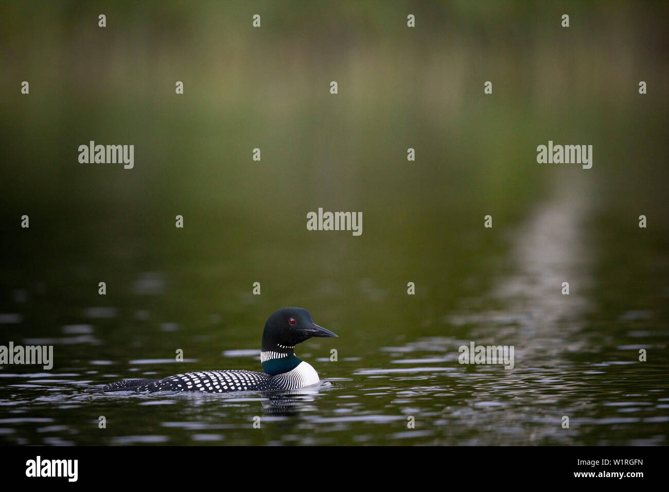 MAYNOOTH, ONTARIO, CANADA - June 28, 2019: A Common Loon (Gavia immer), part of the Gaviidae family swims in a lake in Ontario.   ( Ryan Carter ) Stock Photo