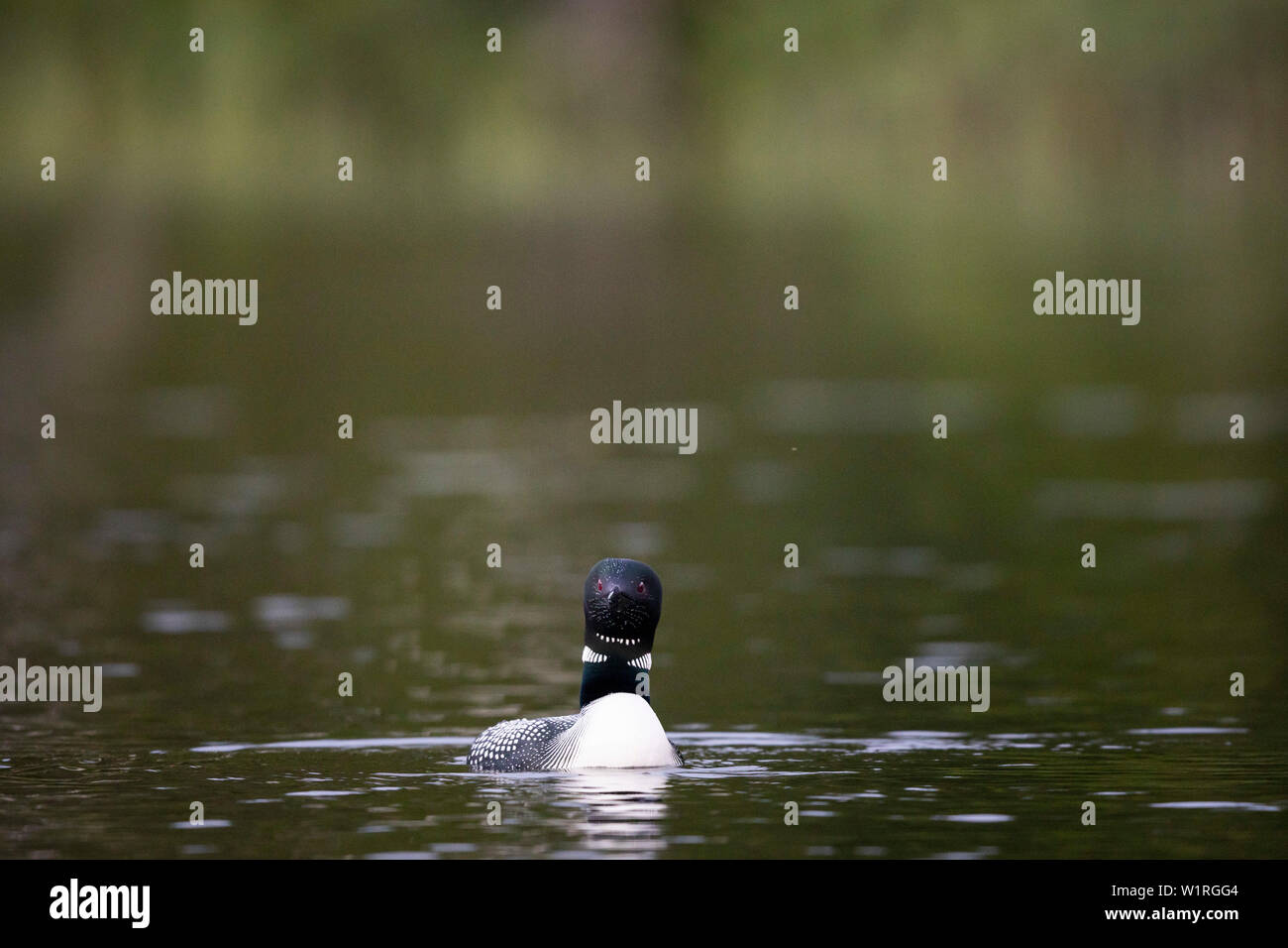 MAYNOOTH, ONTARIO, CANADA - June 28, 2019: A Common Loon (Gavia immer), part of the Gaviidae family swims in a lake in Ontario.   ( Ryan Carter ) Stock Photo