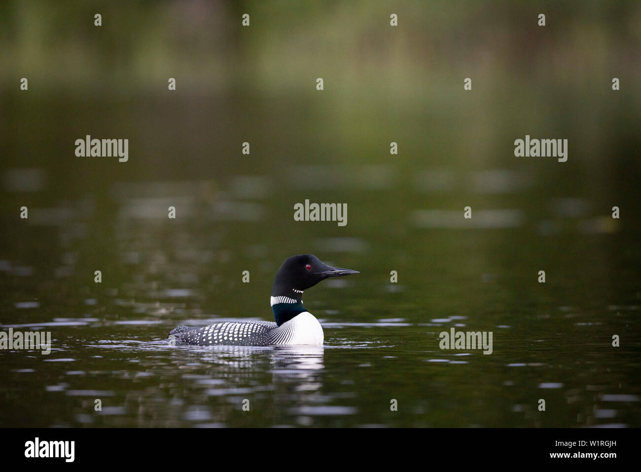 MAYNOOTH, ONTARIO, CANADA - June 28, 2019: A Common Loon (Gavia immer), part of the Gaviidae family swims in a lake in Ontario.   ( Ryan Carter ) Stock Photo