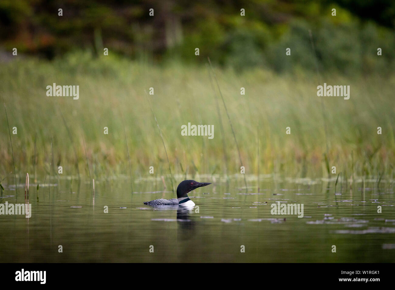 MAYNOOTH, ONTARIO, CANADA - June 28, 2019: A Common Loon (Gavia immer), part of the Gaviidae family swims in a lake in Ontario.   ( Ryan Carter ) Stock Photo