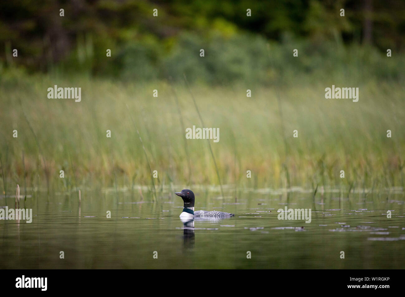 MAYNOOTH, ONTARIO, CANADA - June 28, 2019: A Common Loon (Gavia immer), part of the Gaviidae family swims in a lake in Ontario.   ( Ryan Carter ) Stock Photo