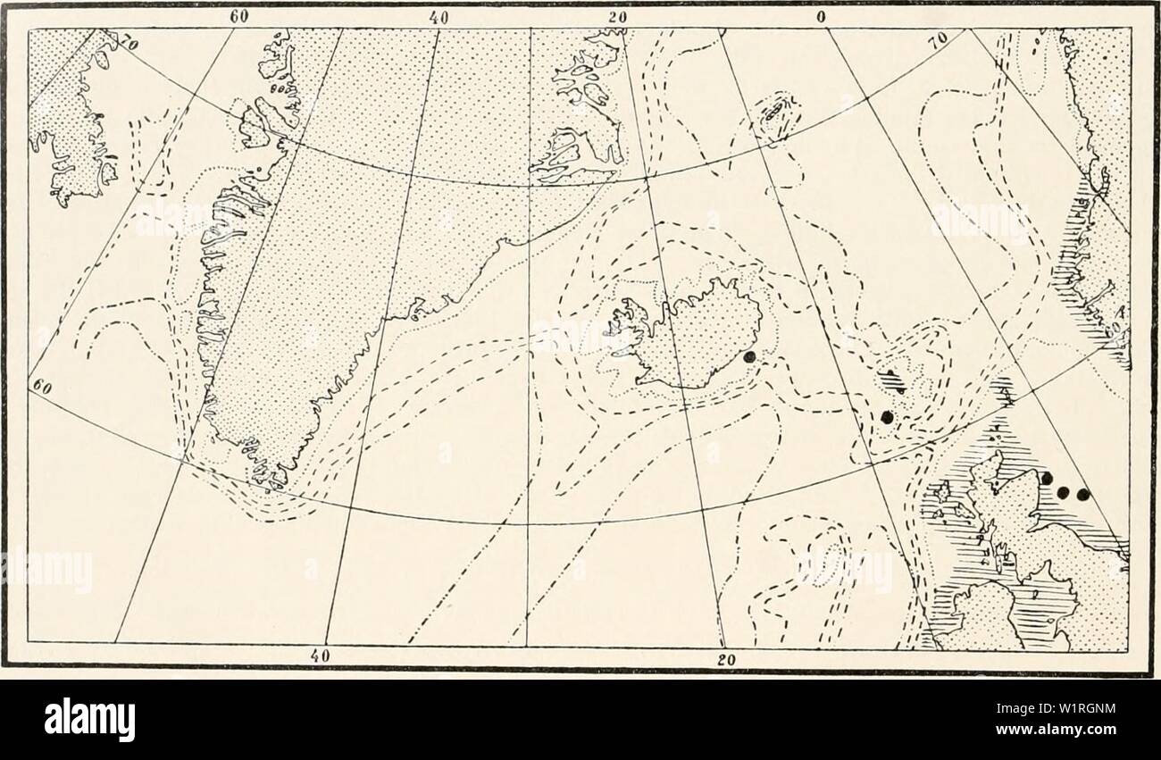 Archive image from page 61 of The Danish Ingolf-Expedition (1918). The Danish Ingolf-Expedition  danishingolfexpe0507ingo Year: 1918 54 HYDROIDA II side. The apophyses have each an unbranched hydrocladium, divided by transverse joints into segments with numerous hydrothecae. Each, or more rarely, every alternate internodium on the hydrocladium has on its distal half a hydrotheca entirely fused down its one side with the inter- nodium, or more rarely having a low free adcauline edge. The hydrotheca-bearing internodia are also distally furnished with a median pore, proximally with a median pore Stock Photo