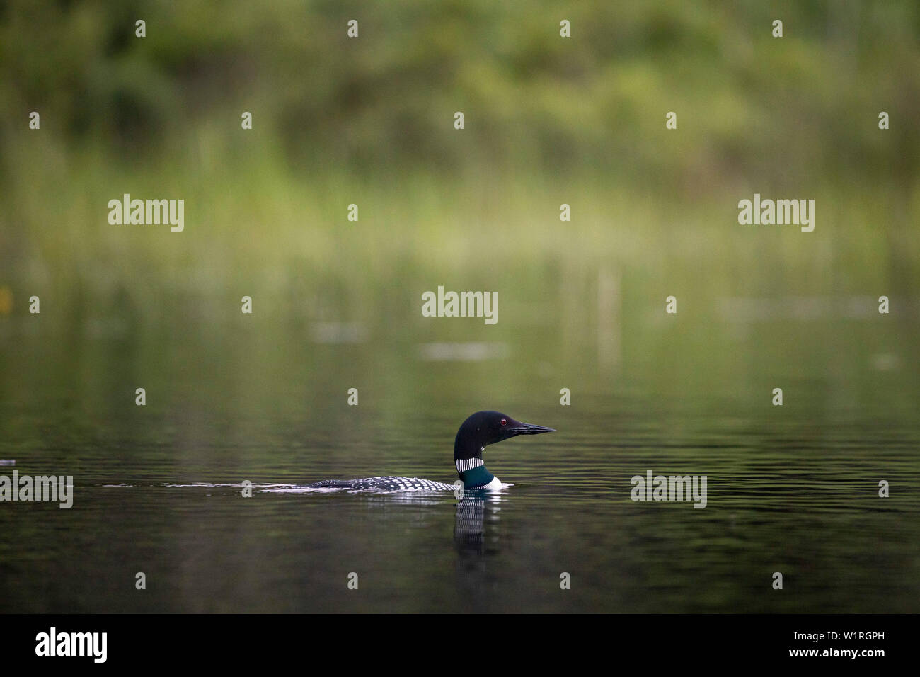MAYNOOTH, ONTARIO, CANADA - June 28, 2019: A Common Loon (Gavia immer), part of the Gaviidae family swims in a lake in Ontario.   ( Ryan Carter ) Stock Photo