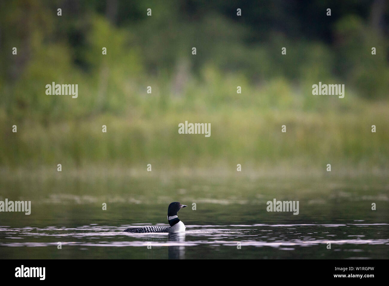 MAYNOOTH, ONTARIO, CANADA - June 28, 2019: A Common Loon (Gavia immer), part of the Gaviidae family swims in a lake in Ontario.   ( Ryan Carter ) Stock Photo