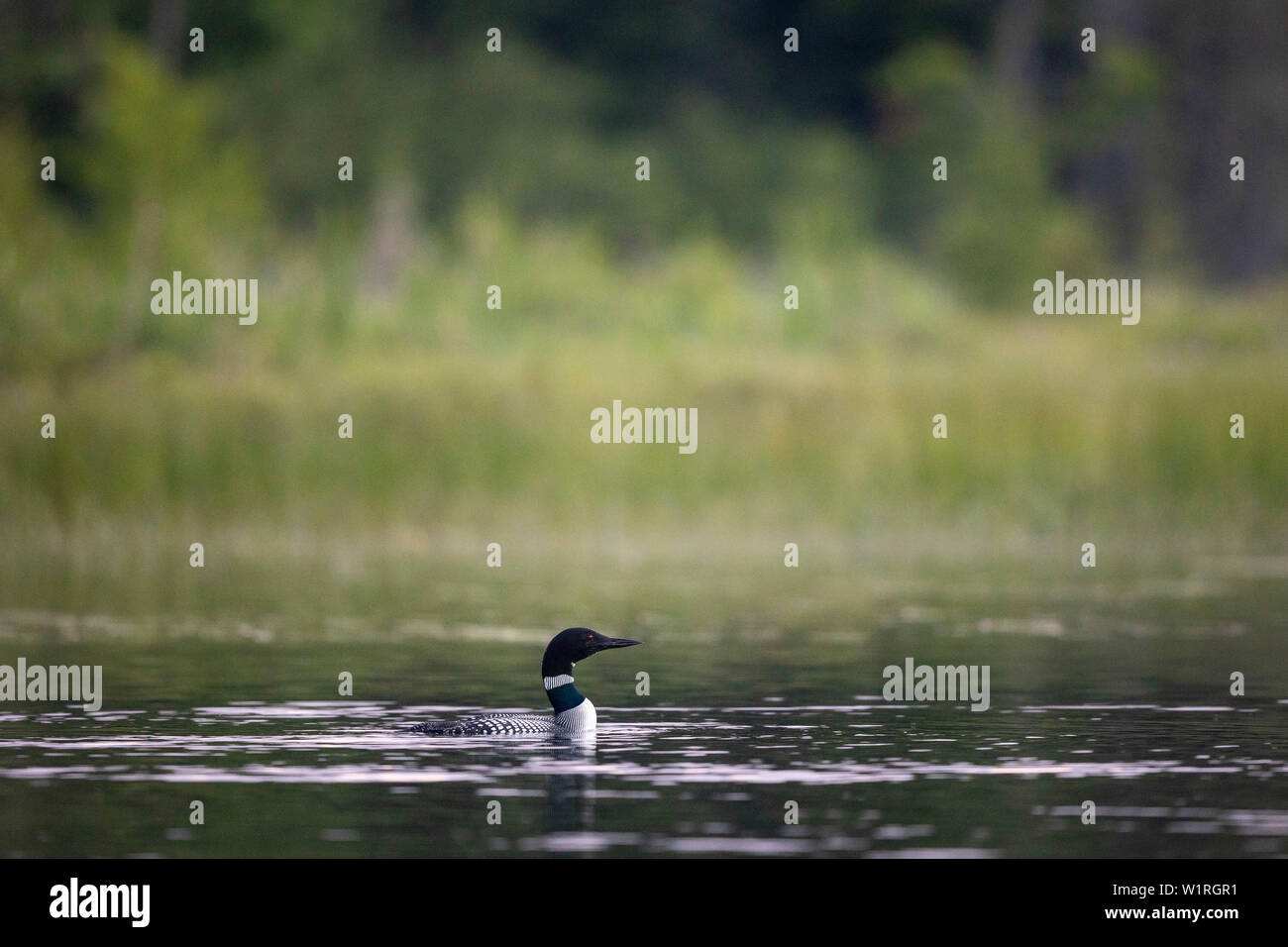 MAYNOOTH, ONTARIO, CANADA - June 28, 2019: A Common Loon (Gavia immer), part of the Gaviidae family swims in a lake in Ontario.   ( Ryan Carter ) Stock Photo