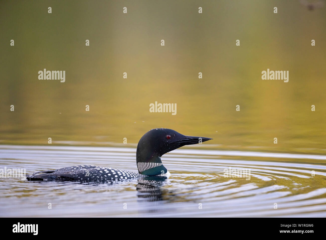 MAYNOOTH, ONTARIO, CANADA - June 29, 2019: A Common Loon (Gavia immer), part of the Gaviidae family swims in a lake in Ontario.   ( Ryan Carter ) Stock Photo