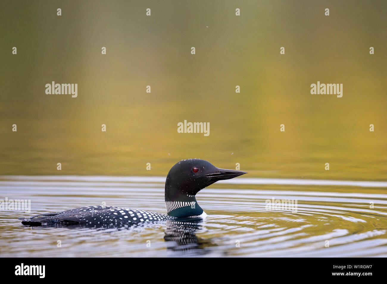 MAYNOOTH, ONTARIO, CANADA - June 29, 2019: A Common Loon (Gavia immer), part of the Gaviidae family swims in a lake in Ontario.   ( Ryan Carter ) Stock Photo