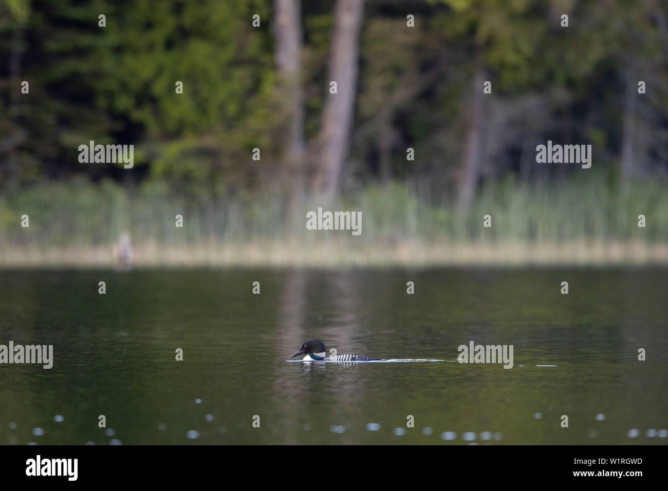 MAYNOOTH, ONTARIO, CANADA - June 30, 2019: A Common Loon (Gavia immer), part of the Gaviidae family swims in a lake in Ontario.   ( Ryan Carter ) Stock Photo