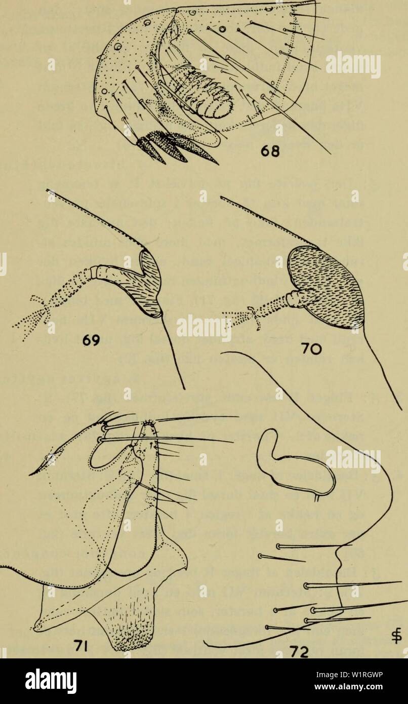 Archive image from page 62 of Danmarks fauna; illustrerede haandbøger over. Danmarks fauna; illustrerede haandbøger over den danske dyreverden..  danmarksfaunaill60dans Year: 1907 59    Fig. 68. Ctenophthalmus agyries agyrtes S- Hoved. — Fig. 69, 70. Spirakelgruben på tergum VIII af $ af Ctenophthalmus a. agyrtes (69) og Ct. assimilis (70). — Fig. 71, 72. Ctenophthalmus a. agyrtes. Par- ringstangen og en del af aedeagus (71), og sternum VII og sæd- gemmet (72). Stock Photo