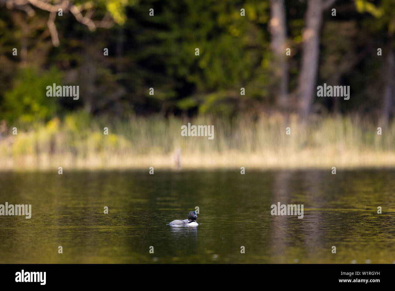 MAYNOOTH, ONTARIO, CANADA - June 30, 2019: A Common Loon (Gavia immer), part of the Gaviidae family swims in a lake in Ontario.   ( Ryan Carter ) Stock Photo