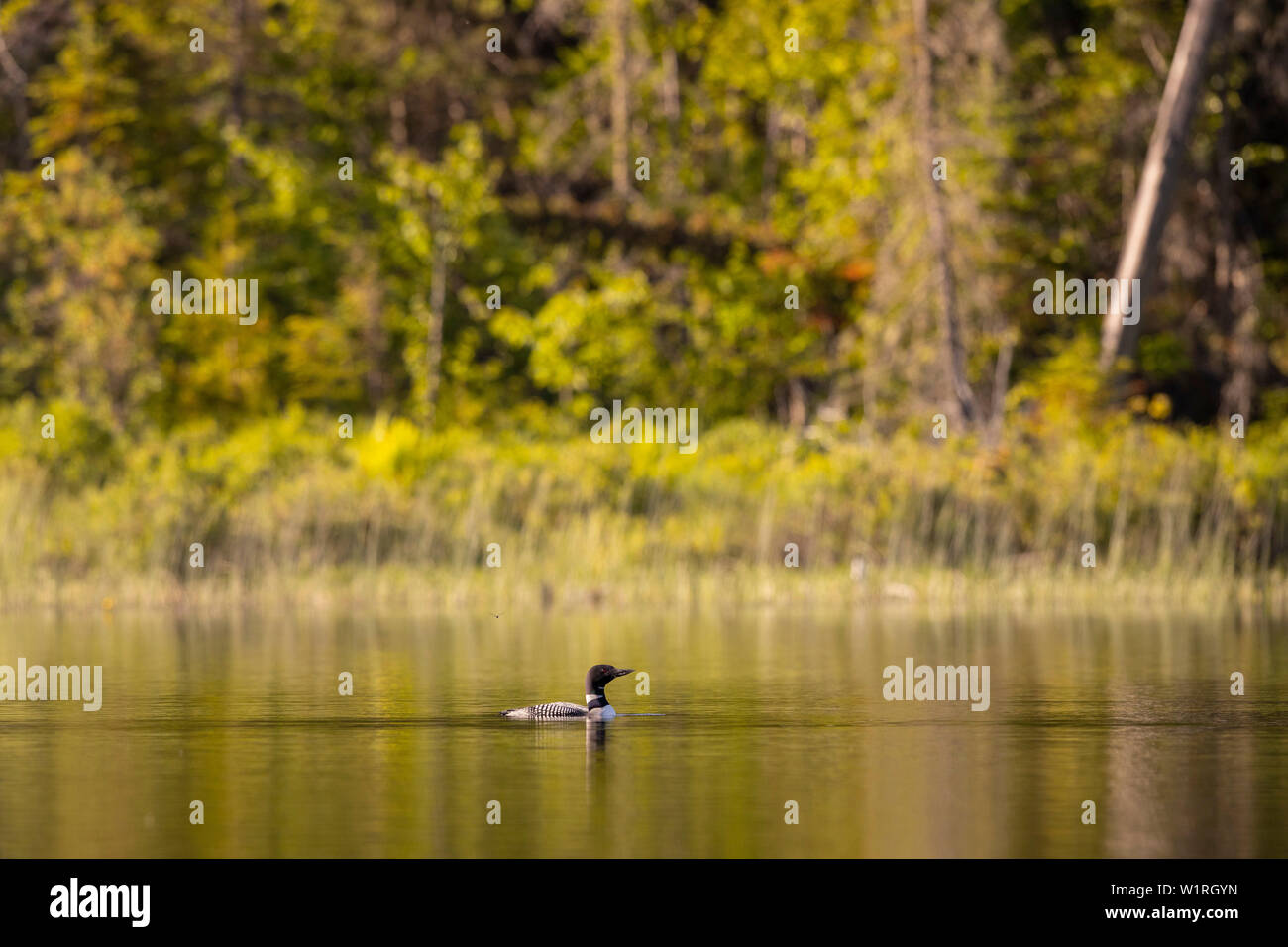 MAYNOOTH, ONTARIO, CANADA - June 30, 2019: A Common Loon (Gavia immer), part of the Gaviidae family swims in a lake in Ontario.   ( Ryan Carter ) Stock Photo
