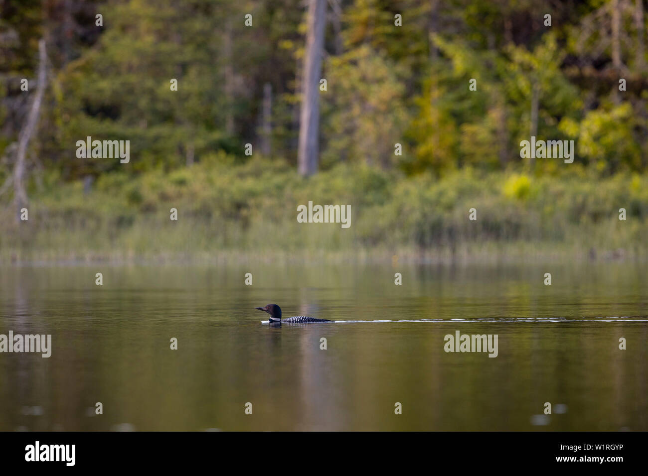 MAYNOOTH, ONTARIO, CANADA - June 30, 2019: A Common Loon (Gavia immer), part of the Gaviidae family swims in a lake in Ontario.   ( Ryan Carter ) Stock Photo