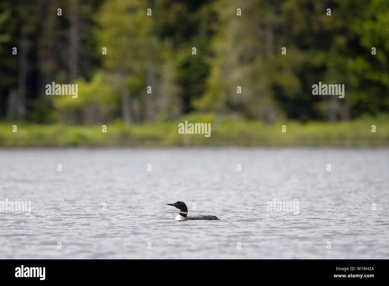 MAYNOOTH, ONTARIO, CANADA - July 01, 2019: A Common Loon (Gavia immer), part of the Gaviidae family swims in a lake in Ontario.   ( Ryan Carter ) Stock Photo