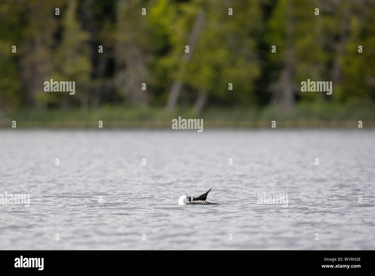 MAYNOOTH, ONTARIO, CANADA - July 01, 2019: A Common Loon (Gavia immer), part of the Gaviidae family swims in a lake in Ontario.   ( Ryan Carter ) Stock Photo