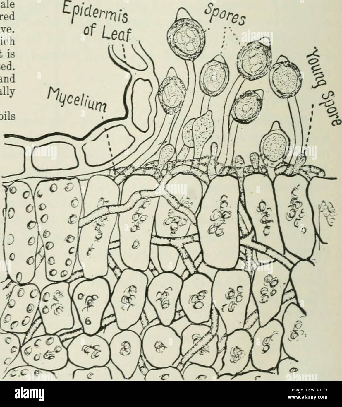 Archive image from page 63 of Cyclopedia of farm crops . Cyclopedia of farm crops : a popular survey of crops and crop-making methods in the United States and Canada  cyclopediaoffarm00bailuoft Year: 1922, c1907 Fig. 56. Spore-bearing stalks of a wilt fungus (Acrostalagmus albns). In this fungus the spores are borne in lieads: some of the heads are ruptured at the right. (After Van Hook.) Kerosene Emulsion.âHard, soft or whale-oil soap,  pound ; boiling soft water, 1 gallon ; kerosene, 2 gallons. Dissolve the soap in the water, add the kerosene and chum with a pump for 5 to 10 minutes. Dilute Stock Photo