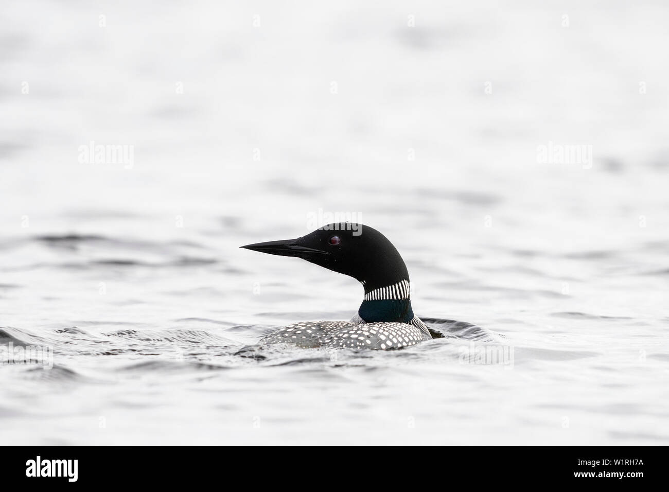 MAYNOOTH, ONTARIO, CANADA - July 01, 2019: A Common Loon (Gavia immer), part of the Gaviidae family swims in a lake in Ontario.   ( Ryan Carter ) Stock Photo