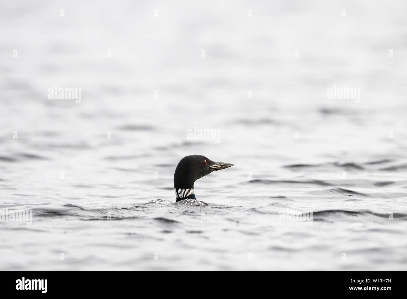 MAYNOOTH, ONTARIO, CANADA - July 01, 2019: A Common Loon (Gavia immer), part of the Gaviidae family swims in a lake in Ontario.   ( Ryan Carter ) Stock Photo