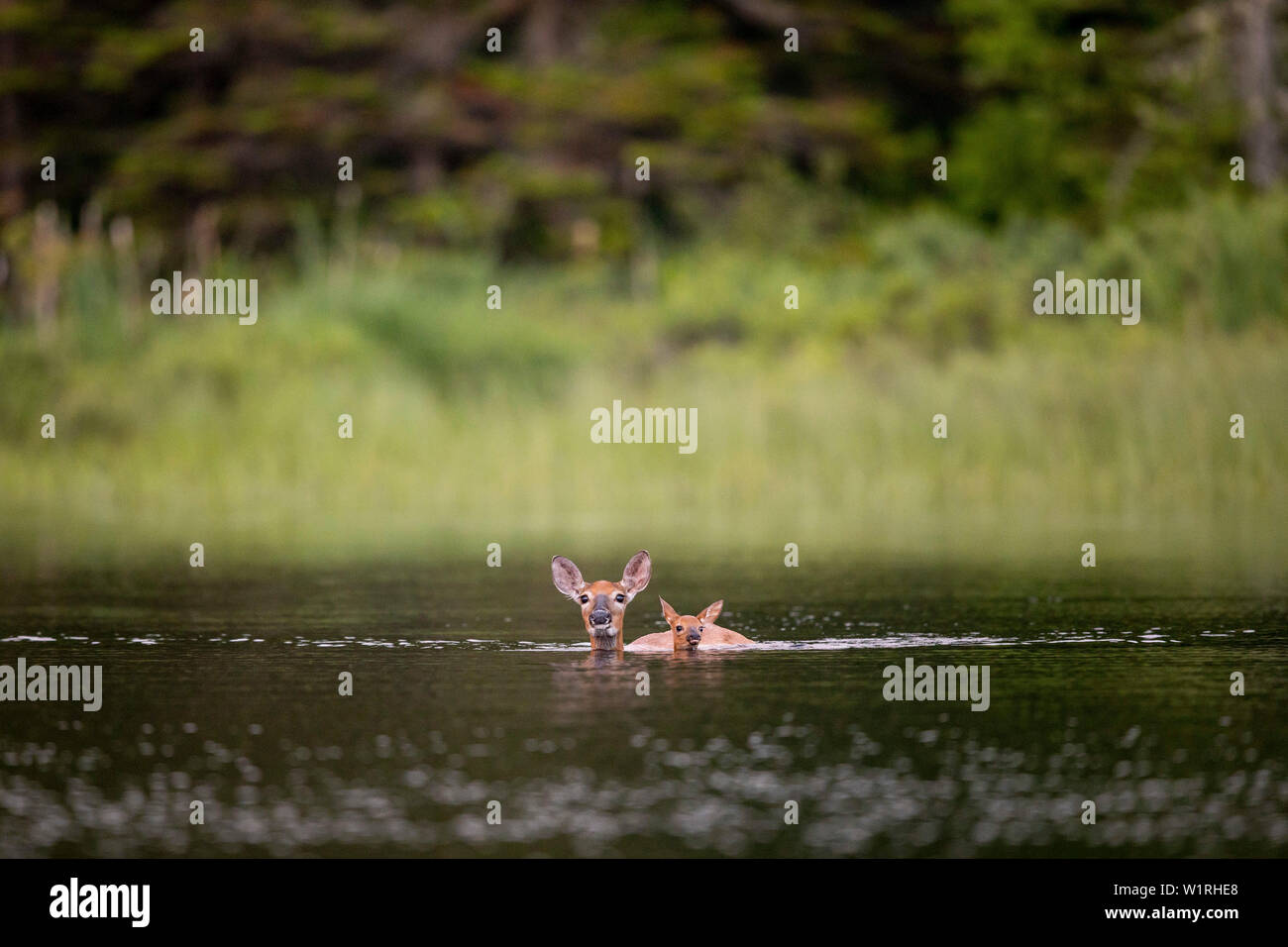 MAYNOOTH, ONTARIO, CANADA June 28, 2019 A doe and fawn whitetailed