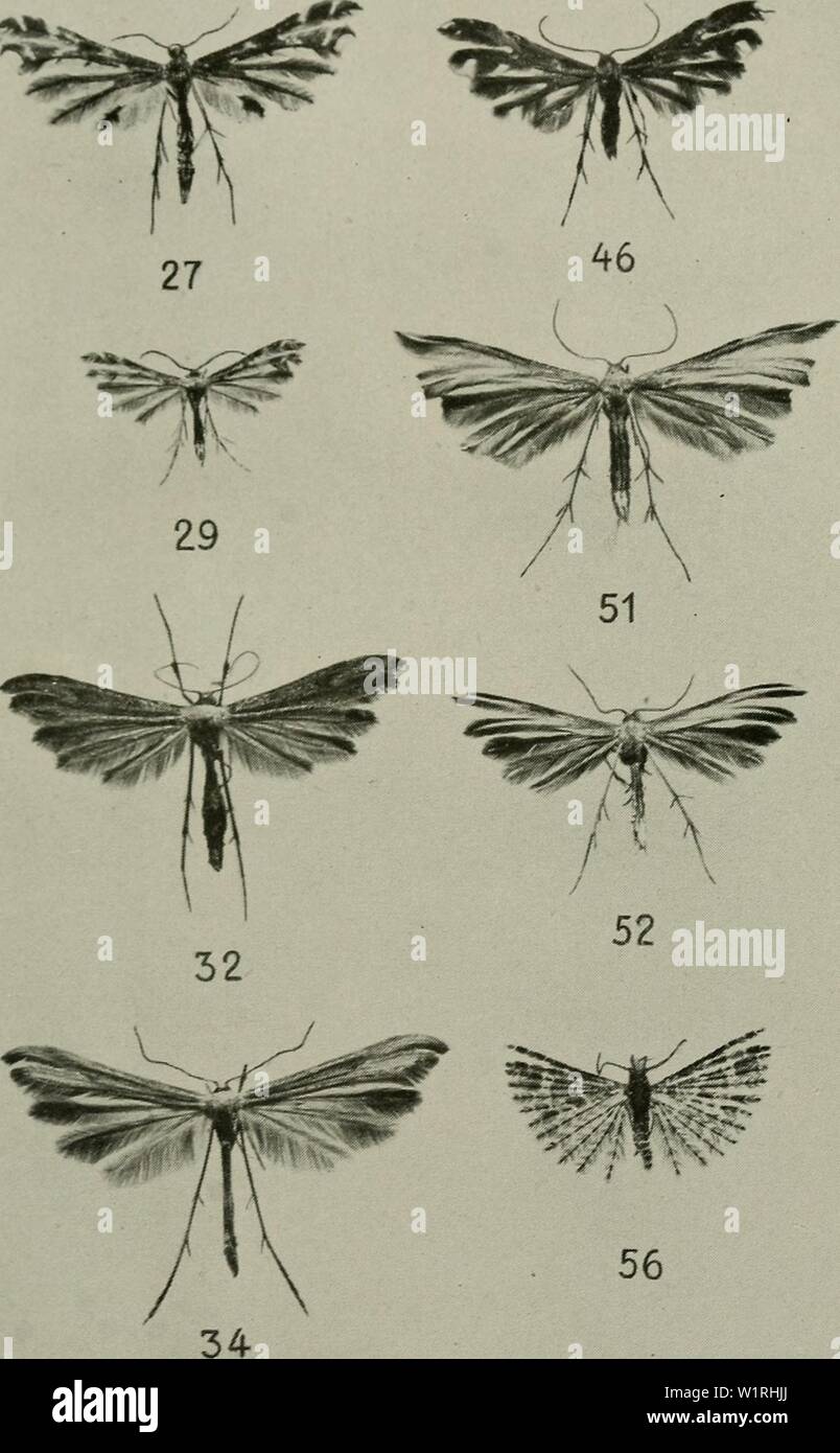 Archive image from page 64 of Danmarks fauna; illustrerede haandbøger over. Danmarks fauna; illustrerede haandbøger over den danske dyreverden..  danmarksfaunaill52dans Year: 1907 Tavle III. &gt;&lt;    27. O. didactylus. 29. T. paludum. 32. O. lithodactylus. 34. P. mono- dactylus. 46. P. brachydactylus. 51. A. baliodactyla. 52. A. tetra- dactyla. 56. O. hexadactyla. xl'a. Stock Photo