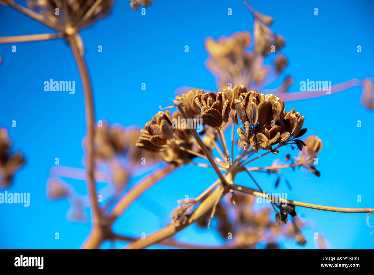 Dry plant Ferula communis fennel tree and blue sky. Stock Photo