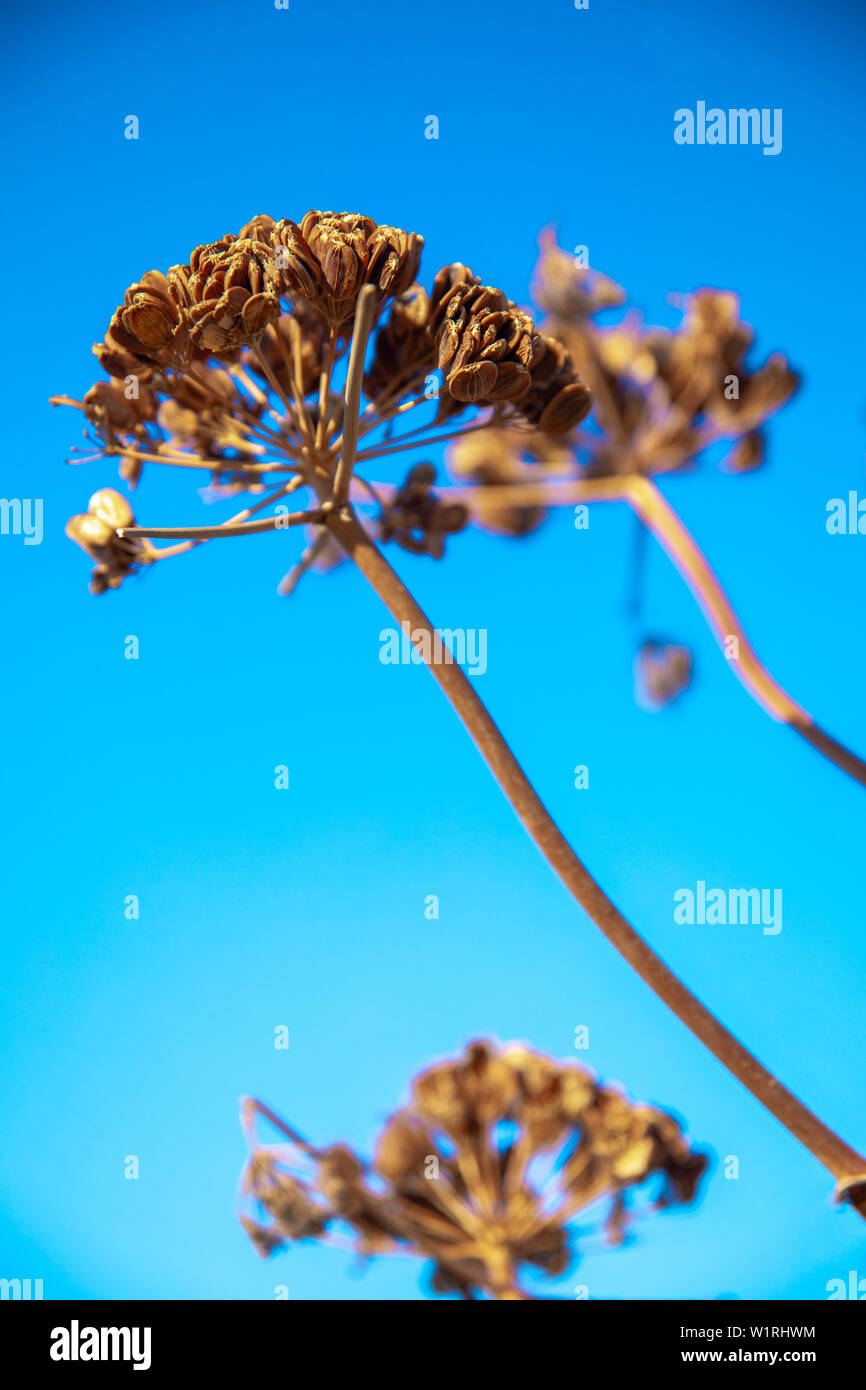 Dry plant Ferula communis fennel tree and blue sky. Stock Photo