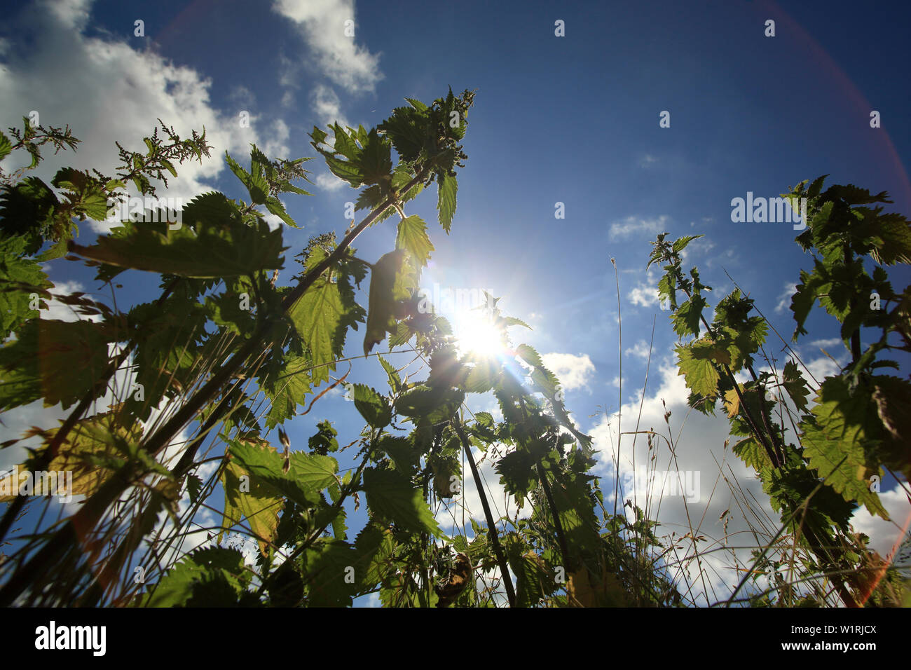 Looking up through a bed of Nettles (urtica dioica Stock Photo Alamy