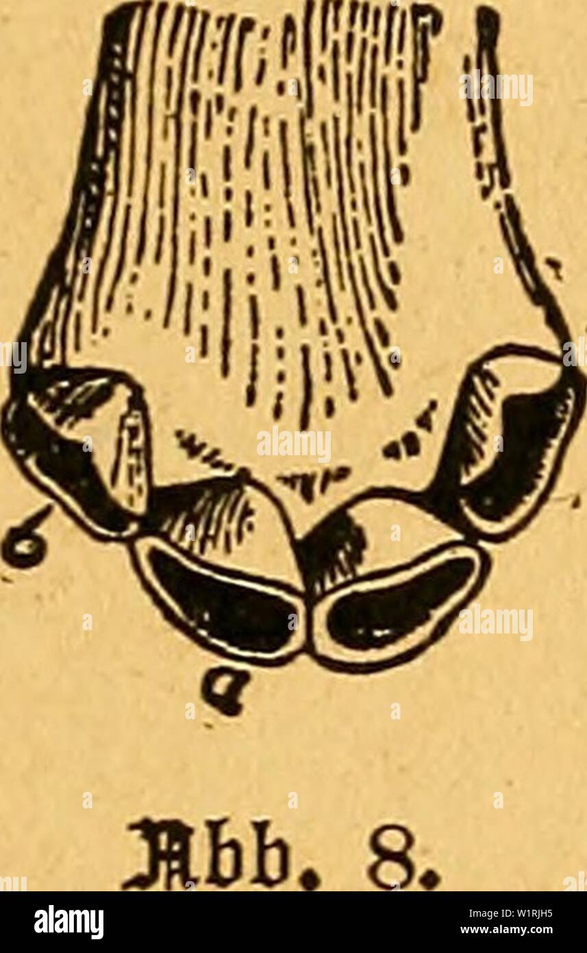 Archive image from page 66 of Das pferdebuch des amerikanischen farmers. Das pferdebuch des amerikanischen farmers daspferdebuchdes00hoff Year: 1917 äljnB BtnES 6 8[a0B alfsn BäljnB Binca 6 Jflljlsn». Stock Photo